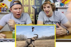 People Are Awesome "BEST OF THE YEAR" Reaction Video | Brew 'N View
