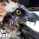 People Rescue A Mama Osprey After She Gets Attacked | The Dodo Wild Hearts