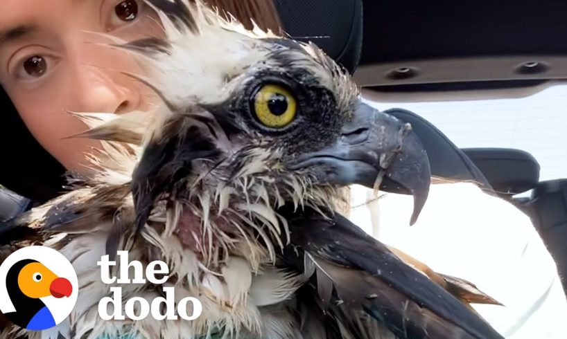 People Rescue A Mama Osprey After She Gets Attacked | The Dodo Wild Hearts