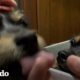 Perrita callejera y su cachorrita encuentran el hogar perfecto | El Dodo