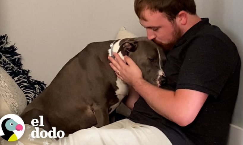 Perrita tiembla cada vez que escucha fuegos artificiales | El Dodo