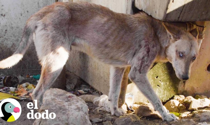 Perro de ojos azules y con sarna fue tirado en la calle | El Dodo