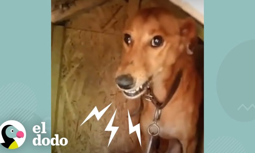 Perro encadenado durante 6 años es liberado por primera vez | El Dodo
