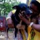 Perro herido no puede dejar de sonreír después de su rescate | El Dodo
