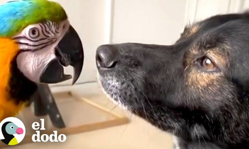 Perro y loro que no se llevaban bien ahora pasan cada momento juntos | El Dodo