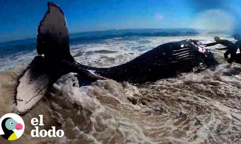 Personas trabajan por cuatro horas para ayudar a la ballena jorobada volver al océano | El Dodo
