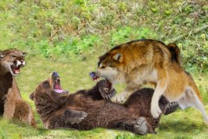 Puma VS Wolf VS Bear - Amazing Wild Animals Fights Comparisons! (Animated)