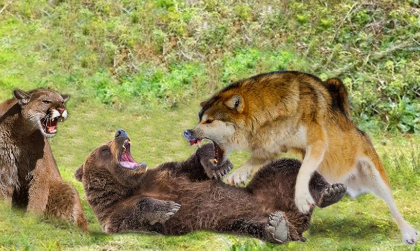 Puma VS Wolf VS Bear - Amazing Wild Animals Fights Comparisons! (Animated)