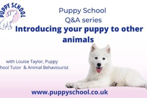 Puppy School Q&A series - How to introduce your puppy to other animals