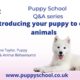 Puppy School Q&A series - How to introduce your puppy to other animals