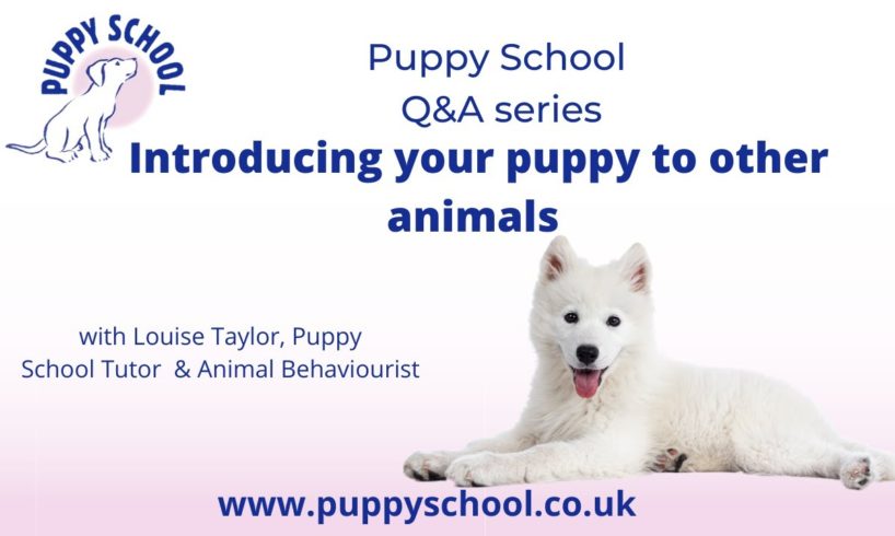 Puppy School Q&A series - How to introduce your puppy to other animals