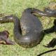 Python Snake vs Monkey - Wild Animals Fight Powerful | Shocking Snake Attacks Caught on Camera