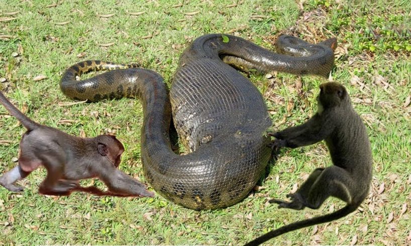 Python Snake vs Monkey - Wild Animals Fight Powerful | Shocking Snake Attacks Caught on Camera