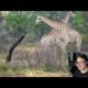 Reacting to "10 Incredible Wild Animal Fights Caught On Camera"