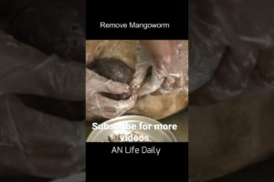 Removing Mangoworms From Poor Dog  犬からワームを取り除く