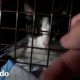 Rescatistas buscan a la mamá de estos gatitos encontrados en una alcantarilla | El Dodo