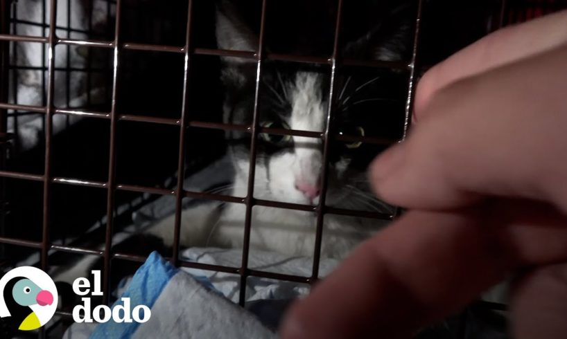 Rescatistas buscan a la mamá de estos gatitos encontrados en una alcantarilla | El Dodo