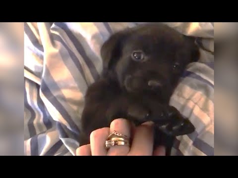 Rescue Baby In The Incubator Cleft Palate Newborn And Amazing Change Over Time