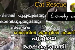 Rescue Cat from Tree | Cat rescue | Laila Rahman's Gardening | Cat videos | Animals rescue |rescued