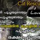 Rescue Cat from Tree | Cat rescue | Laila Rahman's Gardening | Cat videos | Animals rescue |rescued