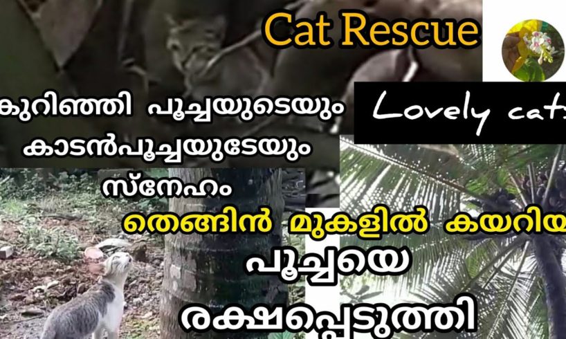 Rescue Cat from Tree | Cat rescue | Laila Rahman's Gardening | Cat videos | Animals rescue |rescued