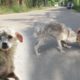 Rescue Skinny Dog Starving Pittie Transforms Cute Dog...#shorts #animals #god