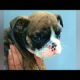 Rescue Tiny Bulldog With A Sad Face Was Abandoned By The Foster