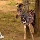 Rescued Baby Zebra Can’t Wait To Reunite With Mom and Dad | The Dodo