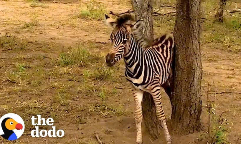Rescued Baby Zebra Can’t Wait To Reunite With Mom and Dad | The Dodo