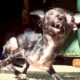 Rescued Dog From Meat Truck in China | Heartbreaking Animal Rescues