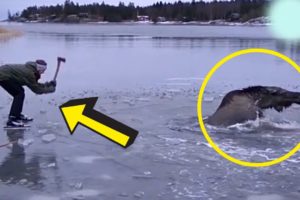 Rescued Moose Comes Back Every Day To Visit The Guy Who Saved Her