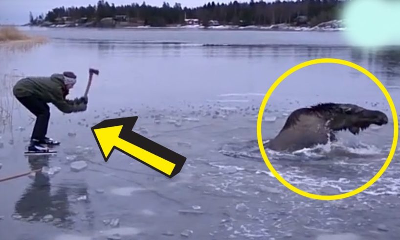 Rescued Moose Comes Back Every Day To Visit The Guy Who Saved Her