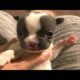 Rescued Poor Tiny Puppy Cleft Palate Was Abandoned Just A Few Days Ago But So Adorable And Active