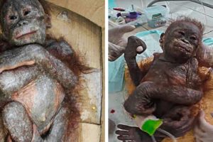 Rescuers Found This Baby Animal Mummified Inside A Cardboard Coffin. Then They Realized The Truth