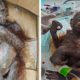 Rescuers Found This Baby Animal Mummified Inside A Cardboard Coffin. Then They Realized The Truth