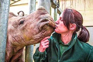 Rhino Calf Has The Time Of Her Life Playing With Zookeeper, goes viral
