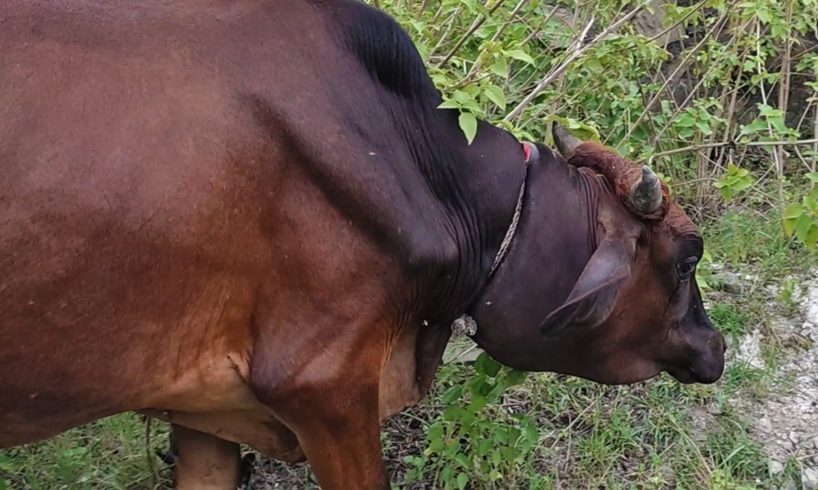 Rope embedded deep in neck but bull shows only sweetness.