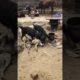 Rottweiler dog fight