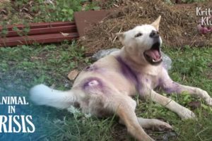 Run Over By A Car, Dog’s Entire Body Became Paralyzed And... | Animal in Crisis Ep 290