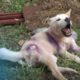 Run Over By A Car, Dog’s Entire Body Became Paralyzed And... | Animal in Crisis Ep 290