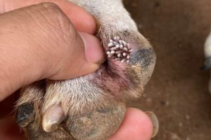 Sad dog is battling maggots, Parasite and hunger - Animal Rescue Video