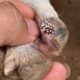 Sad dog is battling maggots, Parasite and hunger - Animal Rescue Video