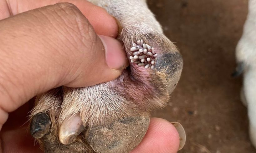 Sad dog is battling maggots, Parasite and hunger - Animal Rescue Video