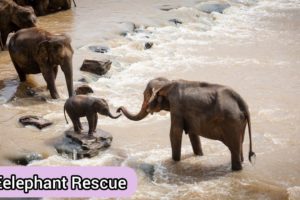 Safari tourists rescue a baby elephant stuck in a hole