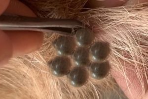 Saved Dog Videos Removal Big Ticks On Mumy Puppy