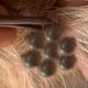 Saved Dog Videos Removal Big Ticks On Mumy Puppy