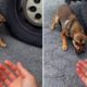 Scared Dog Abandoned On Roadside Melts In Woman’s Arms After Being Rescued