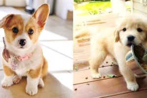 โคSo Cutest Puppies ๐ฆฎ Best Funny and Lovely Animal Videos 2021 ๐#1