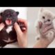 ❤So Cutest Puppies 🦮 Best Funny and Lovely Dog and Cat Videos 2021 🐈