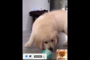 Super Funny Dog Videos | Try Not To Laugh 😂| Best Of The 2021 Funny Animal |99|cute doggy |#shorts